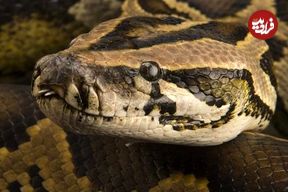 برخورد نزدیک با مار پیتون غول‌پیکر؛ ثبت لحظه‌ای استثنایی در حیات‌وحش