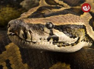 برخورد نزدیک با مار پیتون غولپیکر؛ ثبت لحظهای استثنایی در حیاتوحش