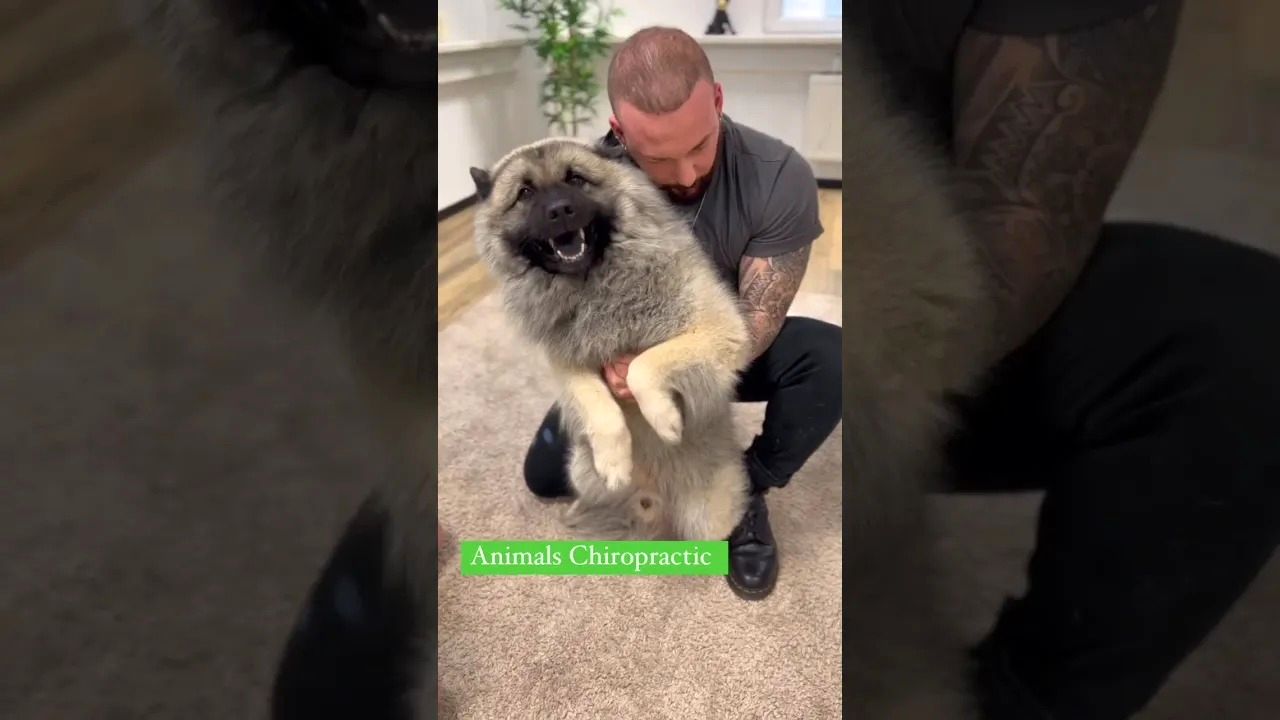 (ویدئو) تا به حال شکستن قولنج حیوانات خانگی را دیده بودید؟
