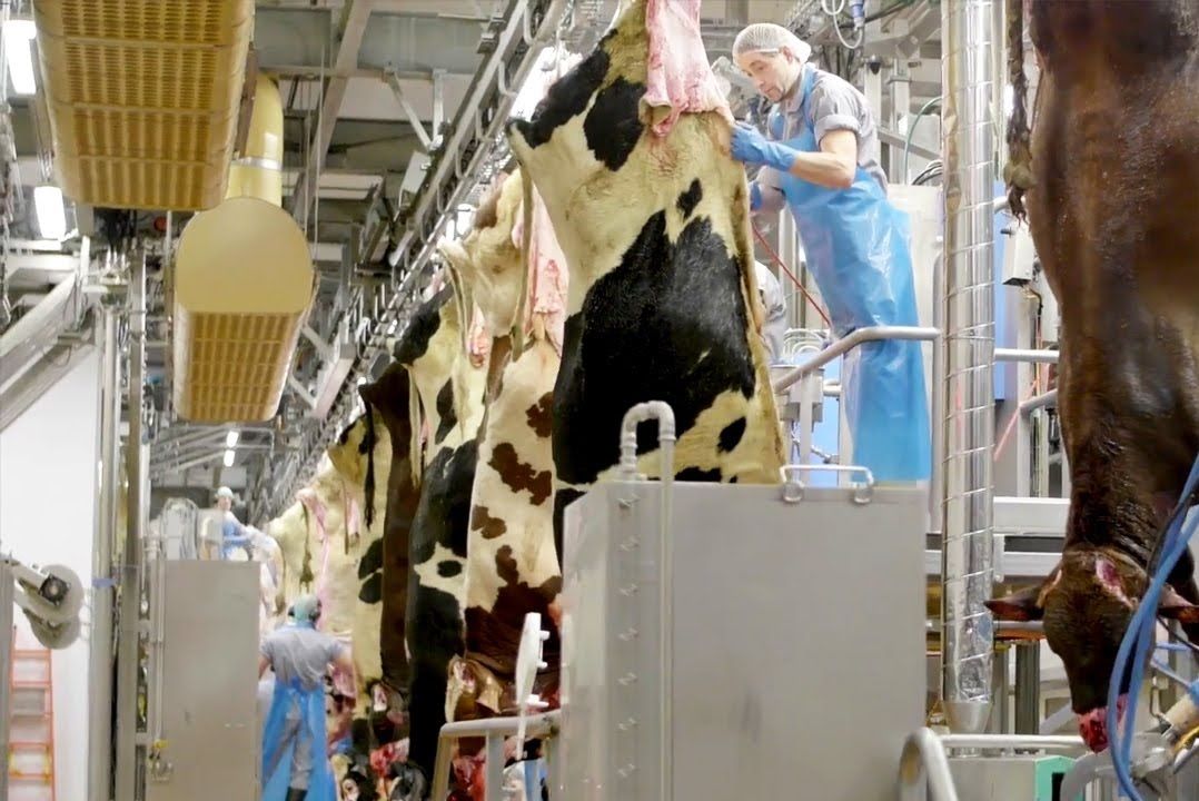(ویدئو) آمریکایی ها چگونه گاوهای غول پیکر را در کارخانه برش و بسته بندی می کنند؟