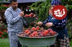 ببییند؛ غذای روستایی در آذربایجان؛ برداشت هلو، تهیه کیک و آبمیوه هلو در روستایی زیبا