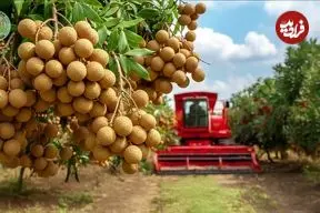 ببینید| چگونه کشاورزان تایلندی صدها تن لونگان را برداشت می کنند؟