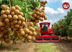ببینید| چگونه کشاورزان تایلندی صدها تن لونگان را برداشت می کنند؟