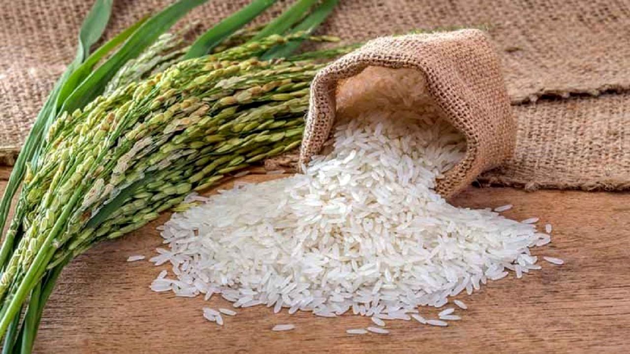 وقتی برنج در رشت ۵۰ درصد ارزان شد 