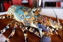 ببینید| غذای خیابانی در اندونزی؛ تهیه خوراک و ساشیمی با لابستر رنگین کمانی در جاکارتا