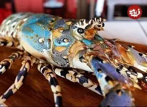 ببینید| غذای خیابانی در اندونزی؛ تهیه خوراک و ساشیمی با لابستر رنگین کمانی در جاکارتا