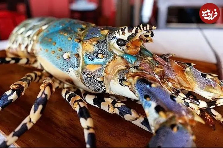 ببینید| غذای خیابانی در اندونزی؛ تهیه خوراک و ساشیمی با لابستر رنگین کمانی در جاکارتا