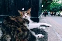 چرا جمعیت گربه‌های خیابانی به سرعت زیاد می‌شود؟