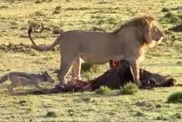 (ویدئو) جراتی که این شغال در برابر شیر دارد، هیچ حیوانی ندارد!