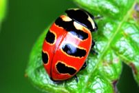 ببنیید| 10 گونه از زیباترین کفشدوزک های جهان از میان 6000 گونه کشف شده 