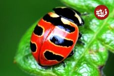 ببنیید| 10 گونه از زیباترین کفشدوزک های جهان از میان 6000 گونه کشف شده 