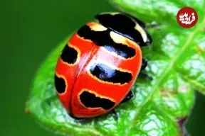 ببنیید| 10 گونه از زیباترین کفشدوزک های جهان از میان 6000 گونه کشف شده 