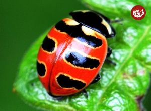 ببنیید| 10 گونه از زیباترین کفشدوزک های جهان از میان 6000 گونه کشف شده 