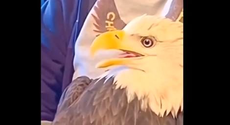( ویدیو) نجات جان عقاب سر سفید توسط یک مرد 