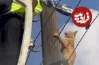ببینید| گربه سرسخت کمک امدادگران را رد کرد