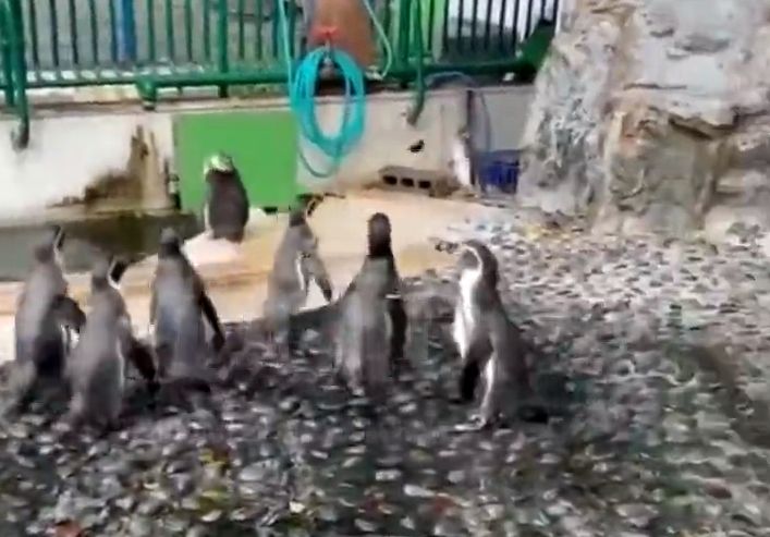 (ویدیو) تلاش بامزه پنگوئن‌ها برای شکار یک پروانه در باغ وحش