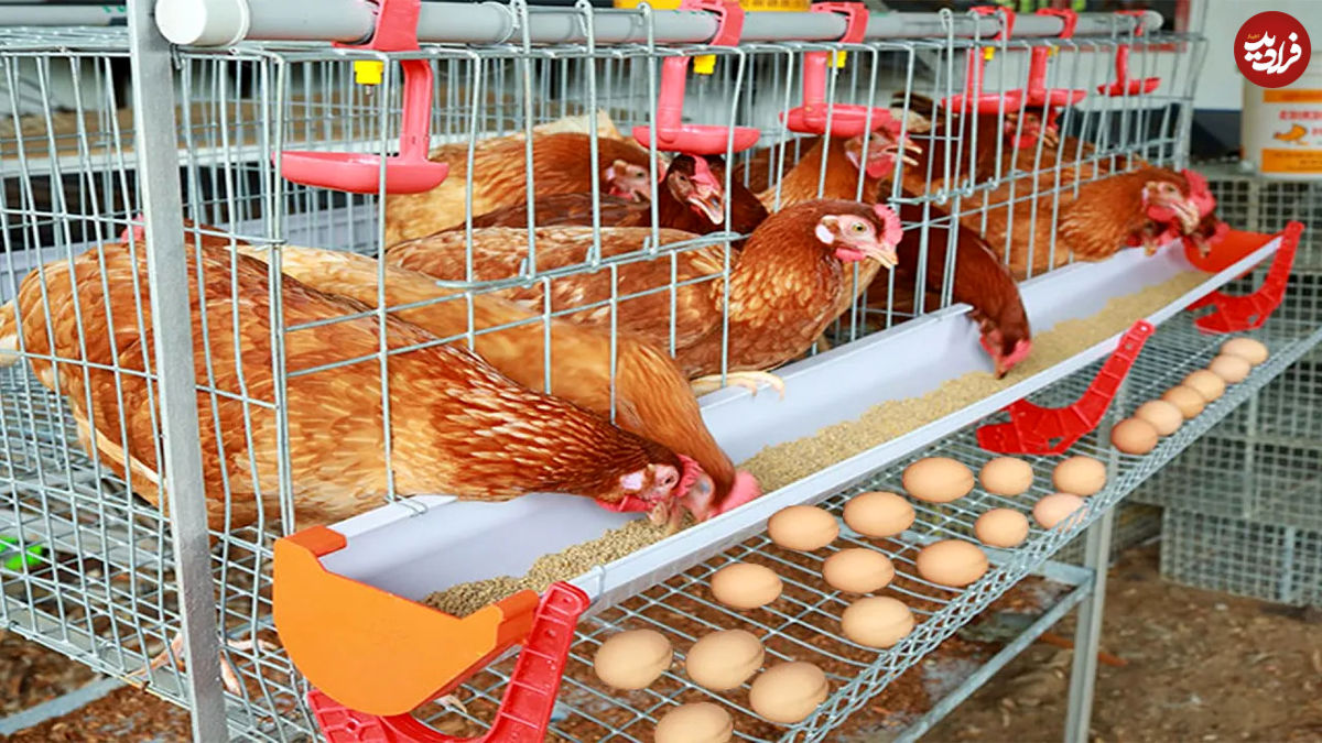 (ویدئو) فن آوری مدرن و باورنکردنی جوجه کشی، مرغ تخم گذاری و برداشت تخم مرغ