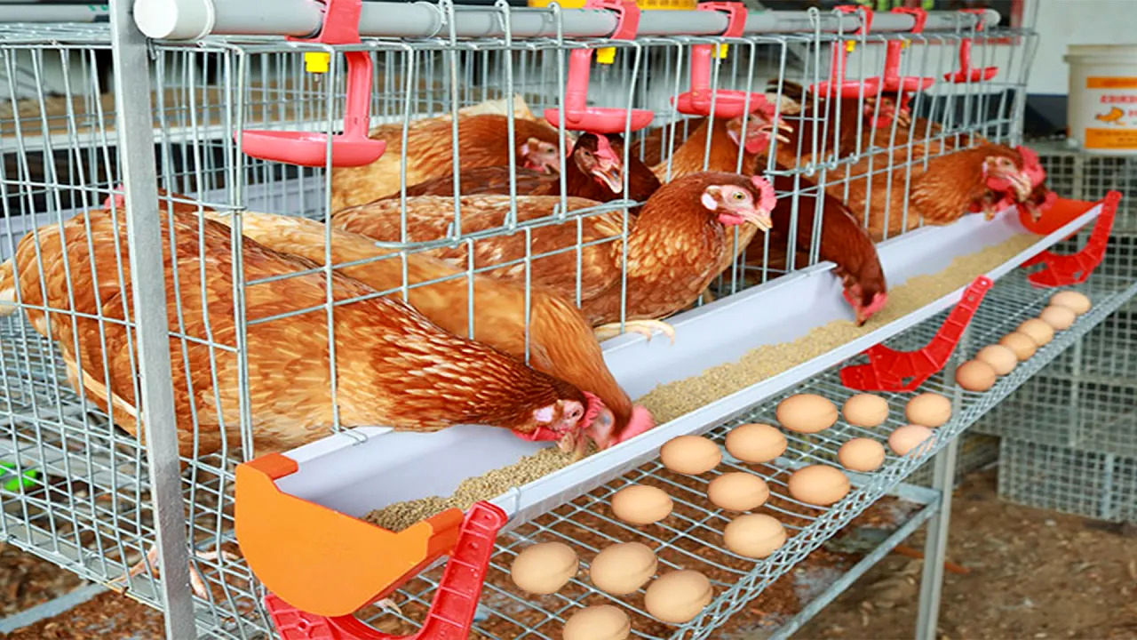 (ویدئو) فن آوری مدرن و باورنکردنی جوجه کشی، مرغ تخم گذاری و برداشت تخم مرغ