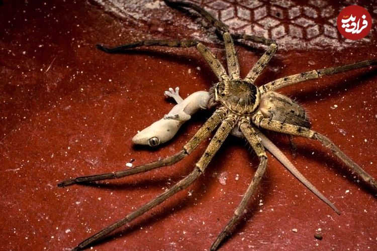 (تصاویر) با بی‌رحم و خطرناک‌ترین عنکبوت دنیا آشنا شوید