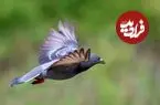 یافته جدید:‌ کبوترها هنگام پرواز به اطراف نگاه نمی‌کنند و نگاهشان قفل می‌شود