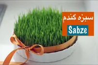 (ویدئو) سه روش برای سبز کردن «سبزه عید» با گندم 