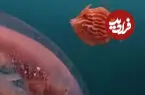 ببینید| ماهی کوچولو بین چند عروس دریایی مردد ماند!
