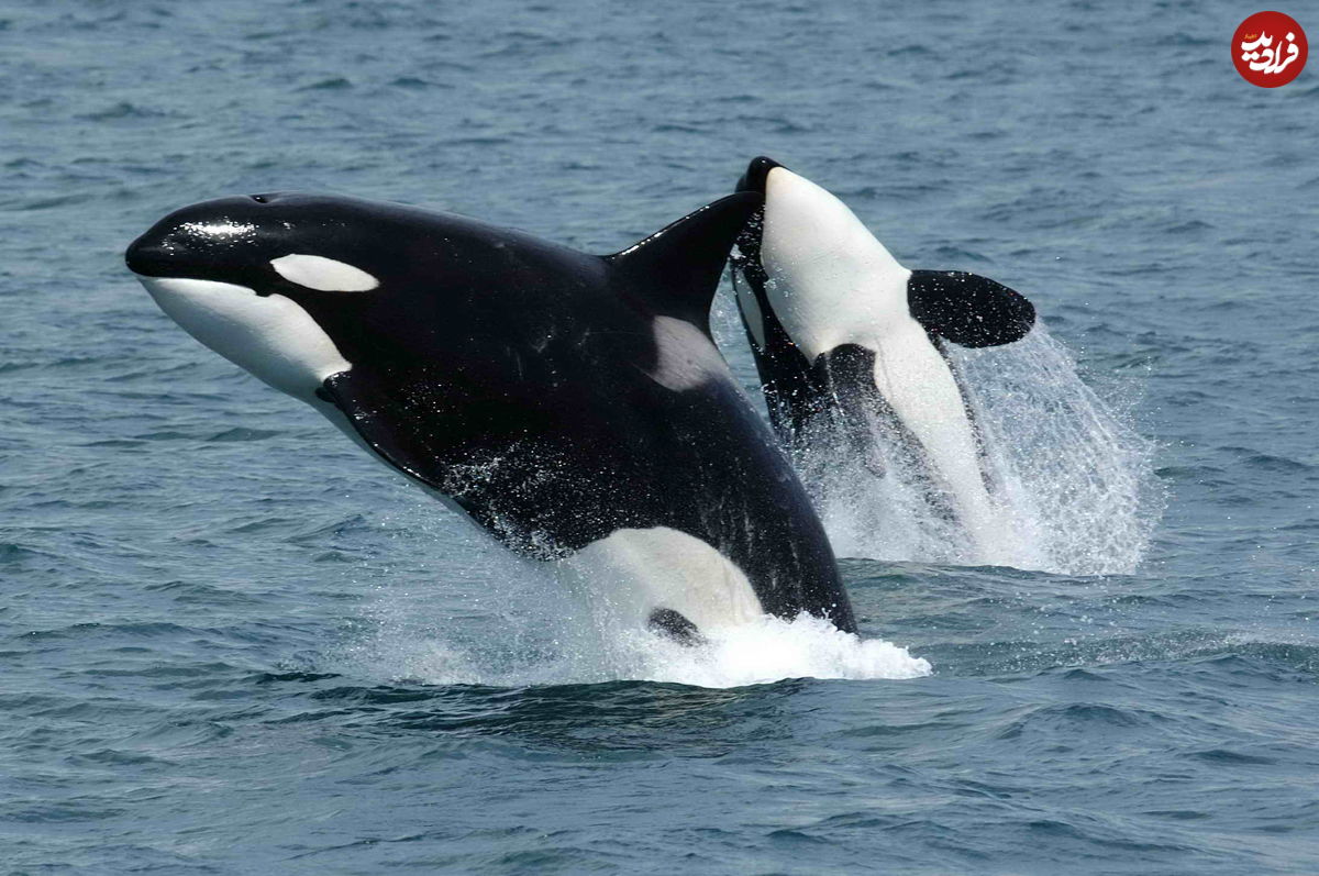 (ویدیو) حمله نهنگ های قاتل به بچه وال 