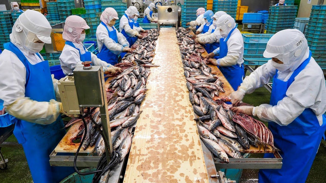 (ویدئو) ببینید ژاپنی ها چگونه 50 هزار ماهی را در کارخانه فرآوری می کنند