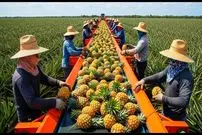 ببینید| نگاهی به مزارع پرورش آناناس در مالزی؛ فرآیند فرآوری آناناس در کارخانه