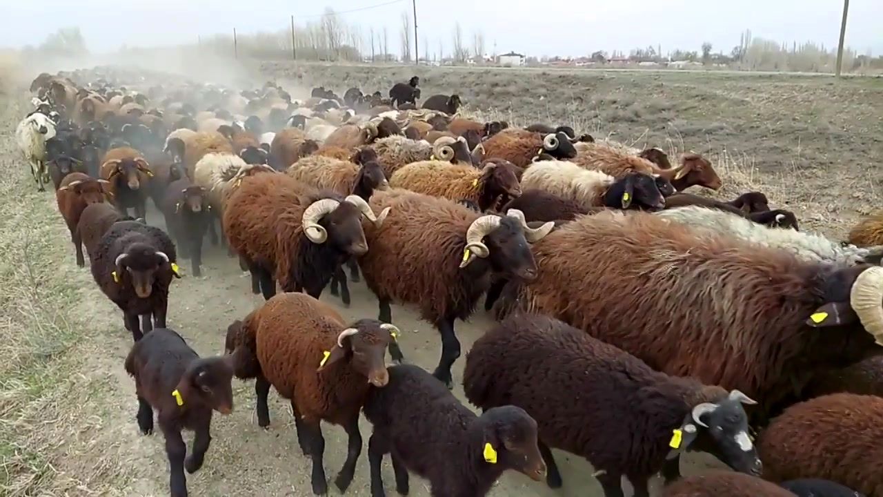  رژه دیدنی گله گوسفندان در ترکیه