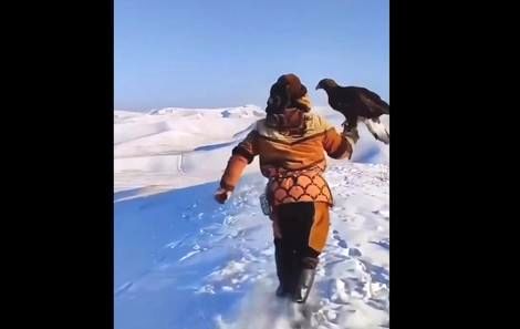 ( ویدیو) پرواز دادن عقاب دست آموز برای شکار 