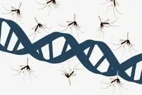 پشه‌ها کتابخانه‌ای از دی‌ان‌ای جانوران را حمل می‌کنند