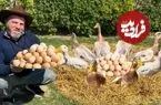 ببینید| غذای روستایی در آذربایجان؛ کباب کردن مرغابی شکم پر در تنور