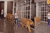 (ویدئو) پرسه یک کودک با یک ببر!