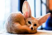 ببینید| 6 گونه از زیباترین روباه های دنیا