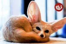 ببینید| 6 گونه از زیباترین روباه های دنیا