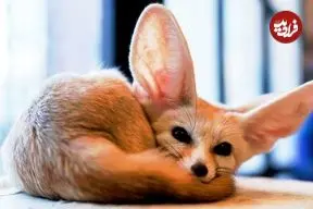 ببینید| 6 گونه از زیباترین روباه های دنیا