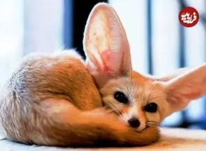 ببینید| 6 گونه از زیباترین روباه های دنیا