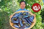 ببینید؛ غذای روستایی در چین؛ درست کردن غذای محلی با صدف، سیر و فلفل