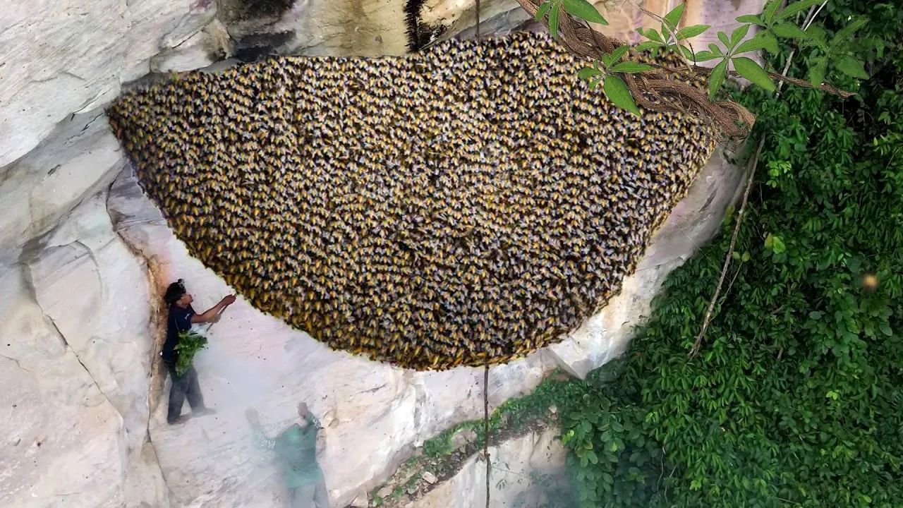 (ویدئو) فرآیند برداشت خطرناک عسل وحشی از روی صخره توسط دو شکارچی سنگاپوری