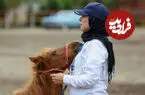 تصاویر| جشنواره زیبایی اسب‌ کاسپین