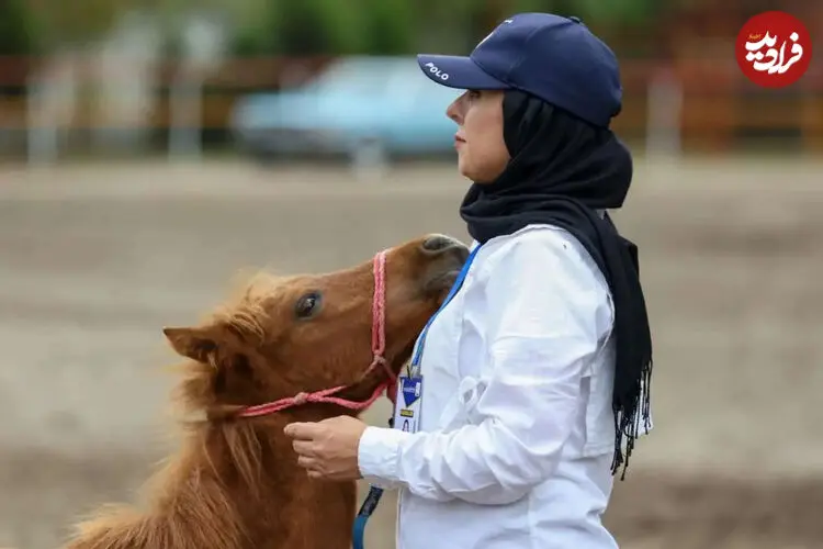 تصاویر| جشنواره زیبایی اسب‌ کاسپین