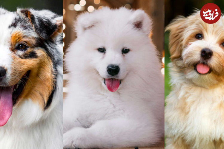 (تصاویر) ۱۰ نژاد سگ پشمالو که برای نوازش کردن عالی هستند! از باربت تا پودل عروسکی