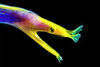 ببینید| با زیباترین مارماهی های جهان آشنا شوید