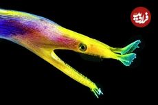 ببینید| با زیباترین مارماهی های جهان آشنا شوید