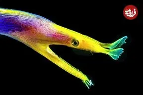 ببینید| با زیباترین مارماهی های جهان آشنا شوید