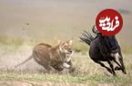 ببینید| کمین خارق‌العاده شیر ماده برای شکار گوزن یالدار