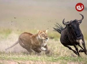 ببینید| کمین خارق‌العاده شیر ماده برای شکار گوزن یالدار