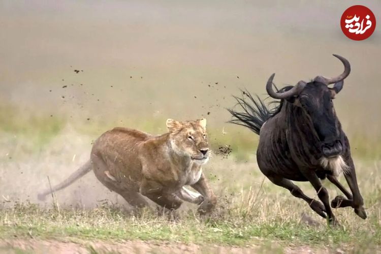 ببینید| کمین خارق‌العاده شیر ماده برای شکار گوزن یالدار
