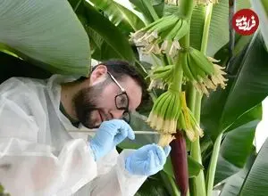 دانشمندان برای نجات موز کاوندیش، آن را بارور کردند